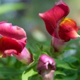 Ampel snapdragon: sorte, sadnja i njega